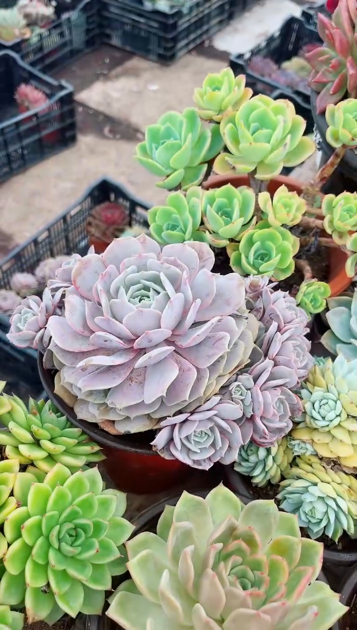 ?**?06172多肉植物一物一拍