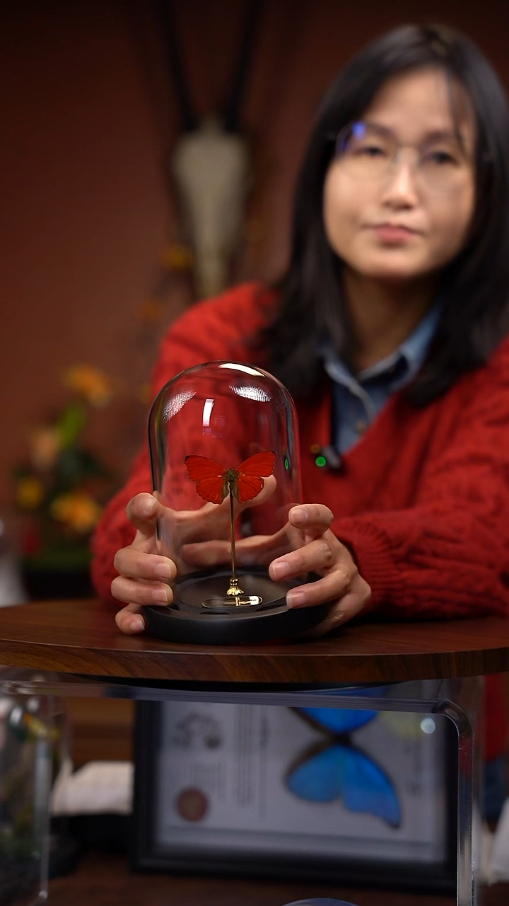 A513    血漪玻璃罩