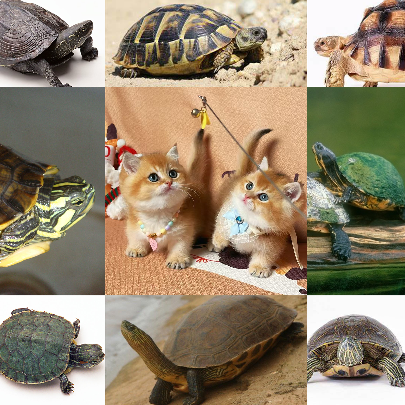 悠米家活体小体宠物成交链接