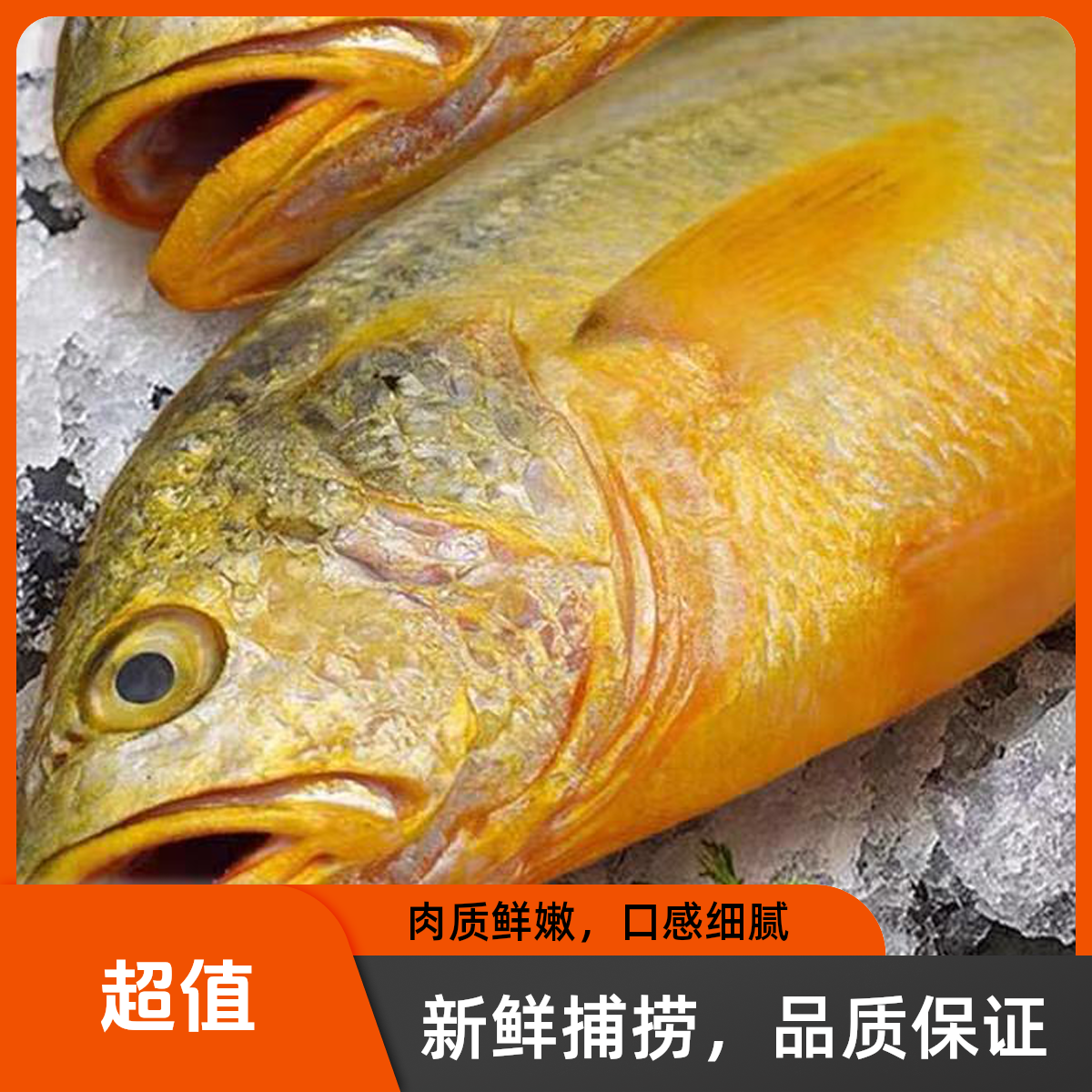 舟山大黄鱼黄花鱼海鲜野化大黄源自生态6-8两/条3条一箱总重2斤起