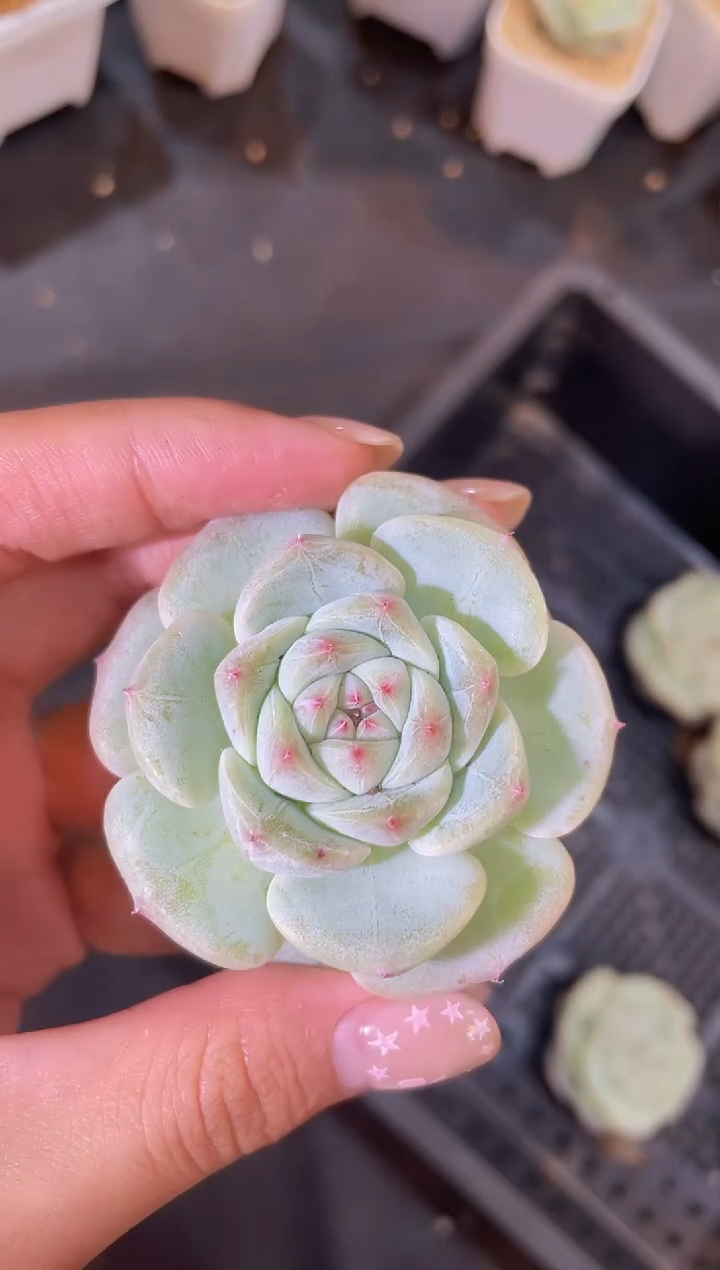 闪购12 月光之羽多肉一颗