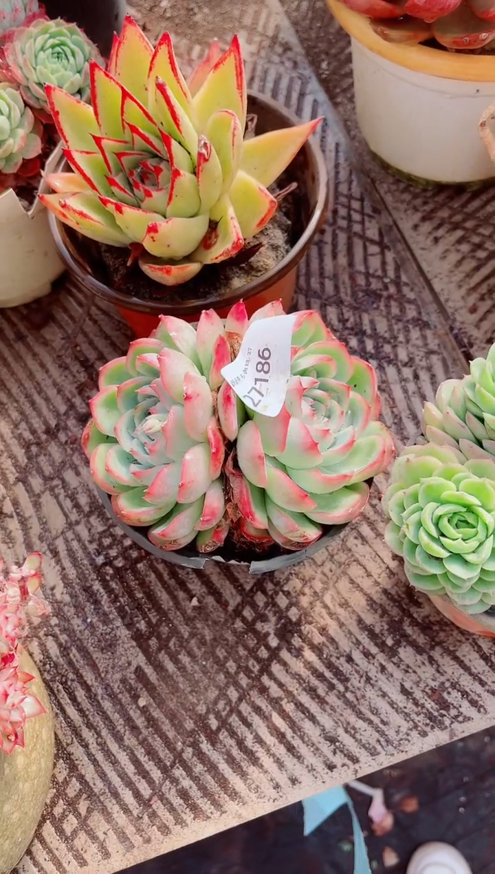 哇*跃跃精品多肉27186