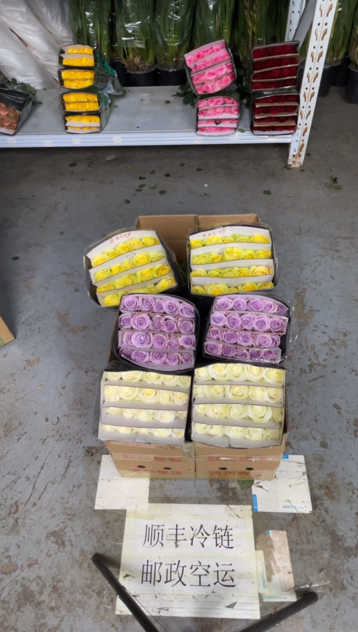 骄傲20枝+海洋之歌20枝+浪漫沙滩20枝