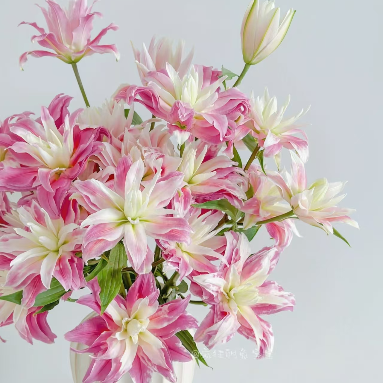 《九尾狐》粉色系小型重瓣百合 东北产地直发 顺丰包邮