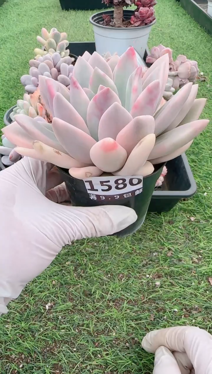 【闪购商品】信福多肉一物一拍