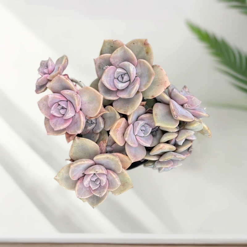 精品彩虹糖老桩多肉植物适合新手养殖可净化空气美观