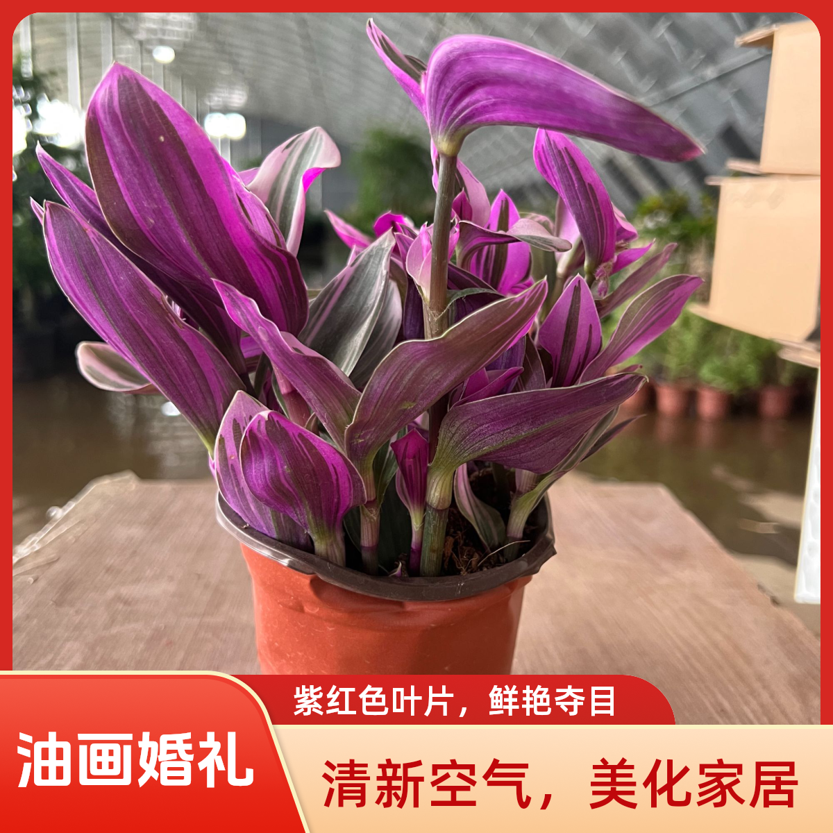油画婚礼吊兰盆栽室内好养活的彩色梦幻紫色观叶植物