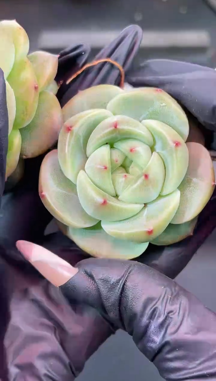 闪购1808  新品多肉一颗  4厘米