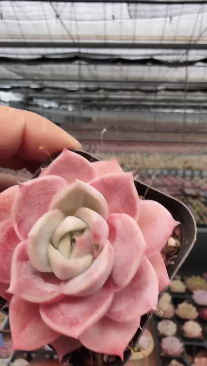 东云多肉园新款-276