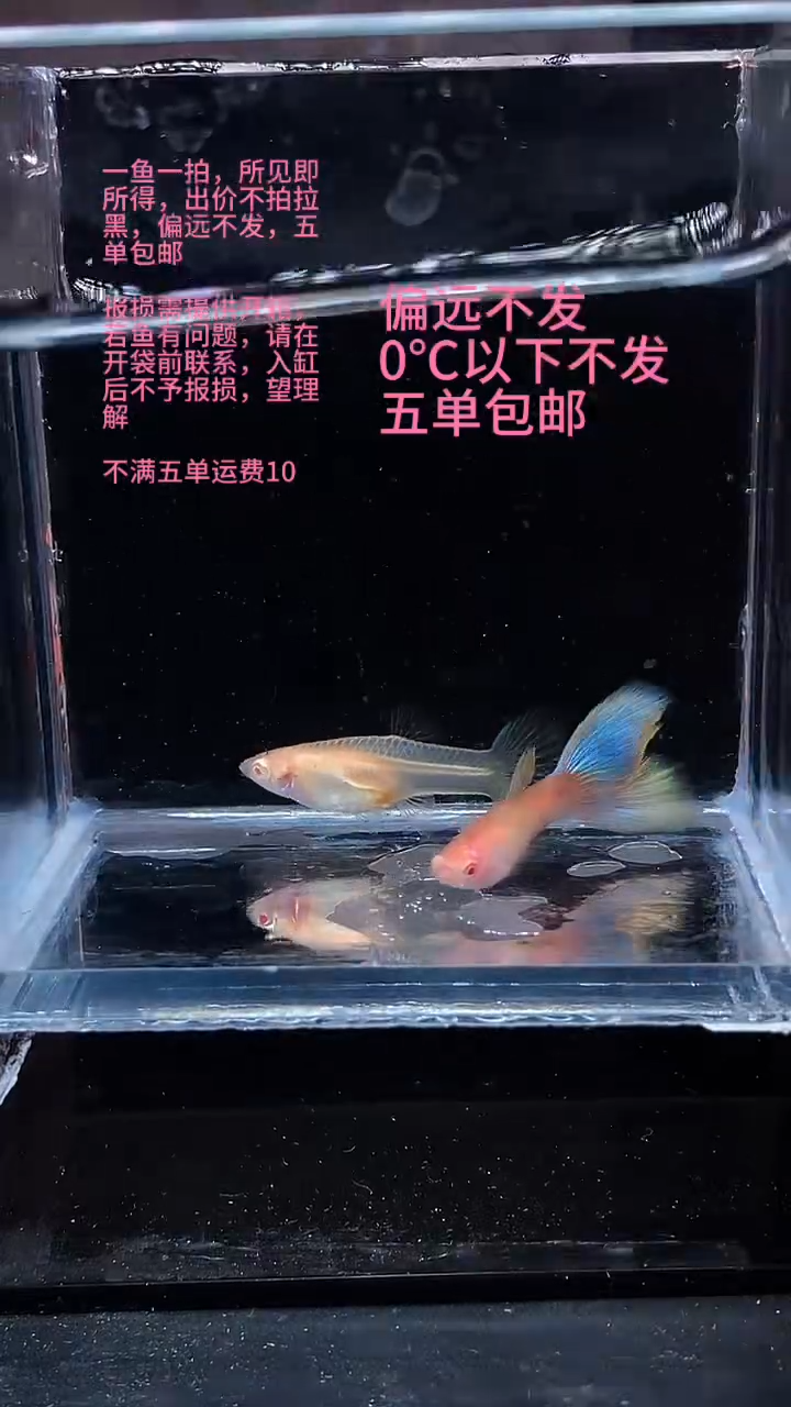 孔雀鱼孔雀鱼 05