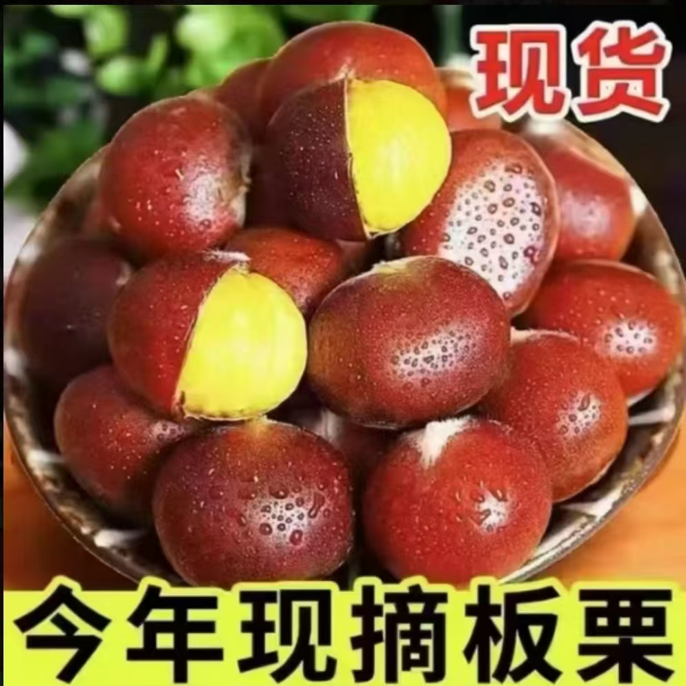 【精品老树板栗】新鲜现摘高山新鲜清脆甘甜板栗精品饱满