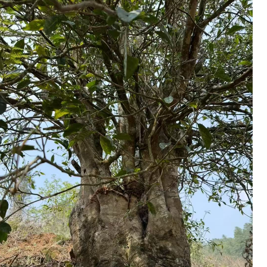 云南普洱茶2025年易武刮风寨古树生茶散料200克