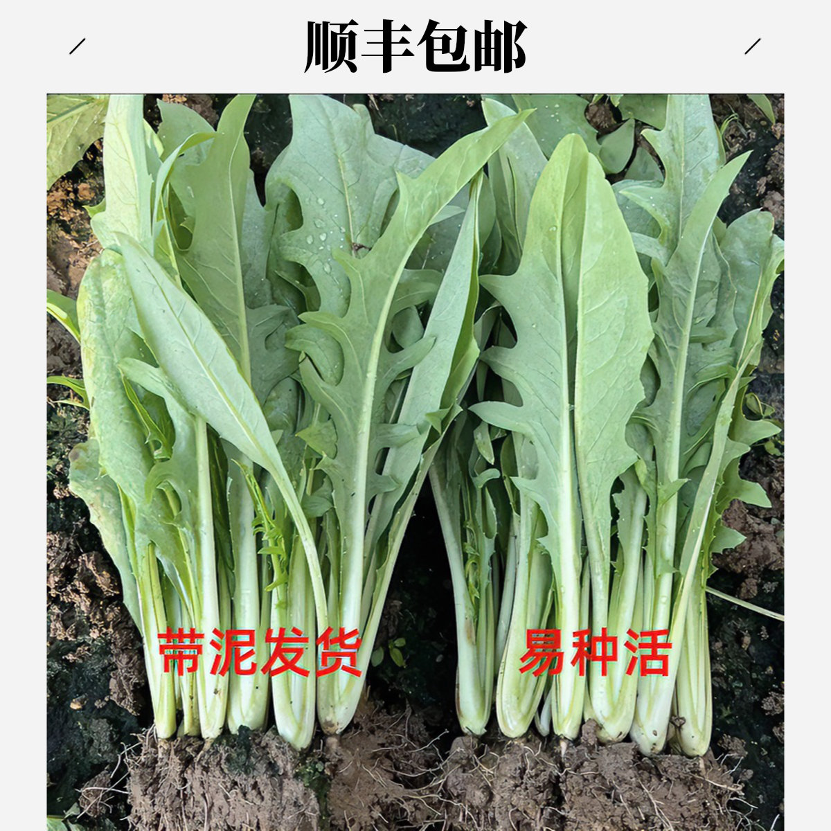 正宗广西博白甜麦菜苗带泥发货阳台庭院楼顶盆栽软口甜嫩四季种植