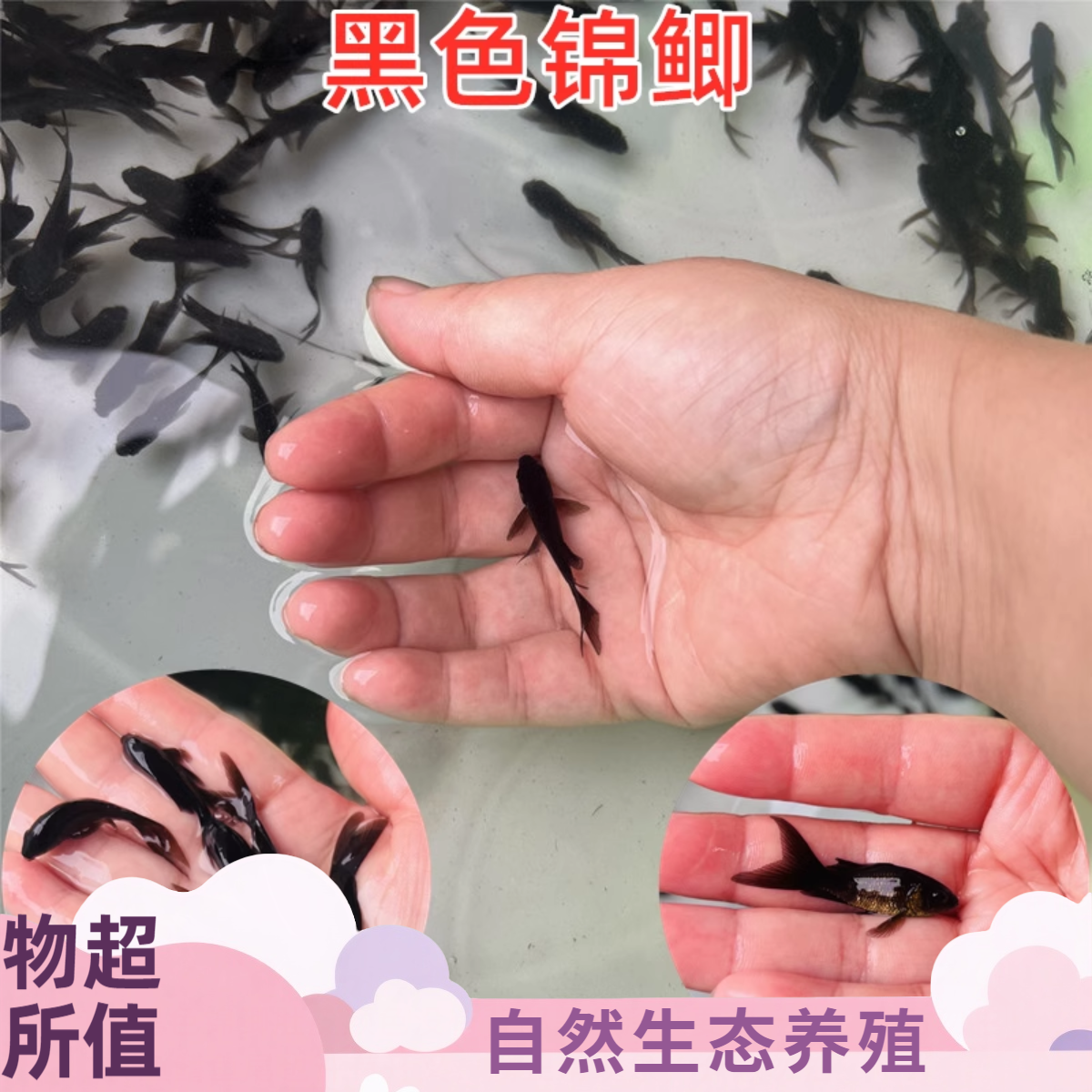 黑色观赏鱼黑草冷水小型鱼好养耐活淡水鱼适合新手长短尾发货