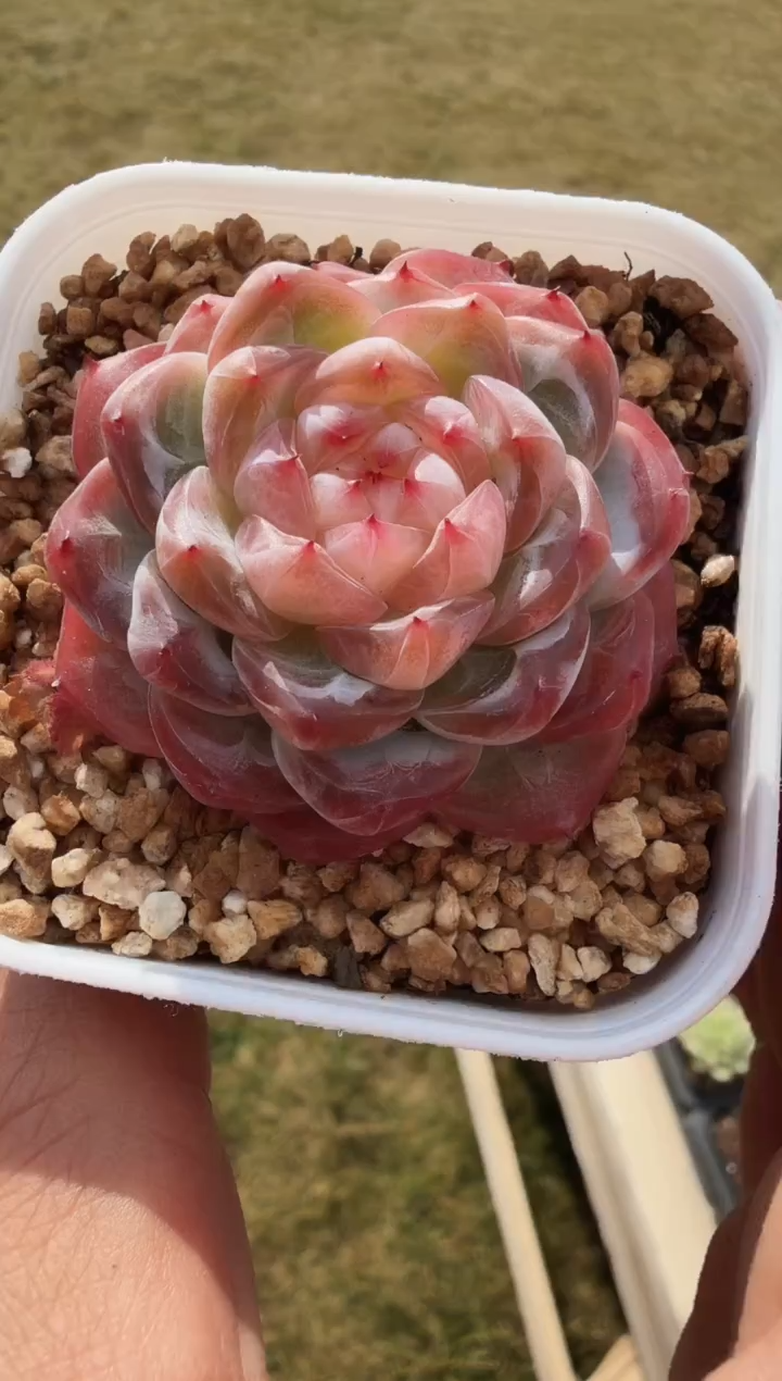 东云多肉园新款-38