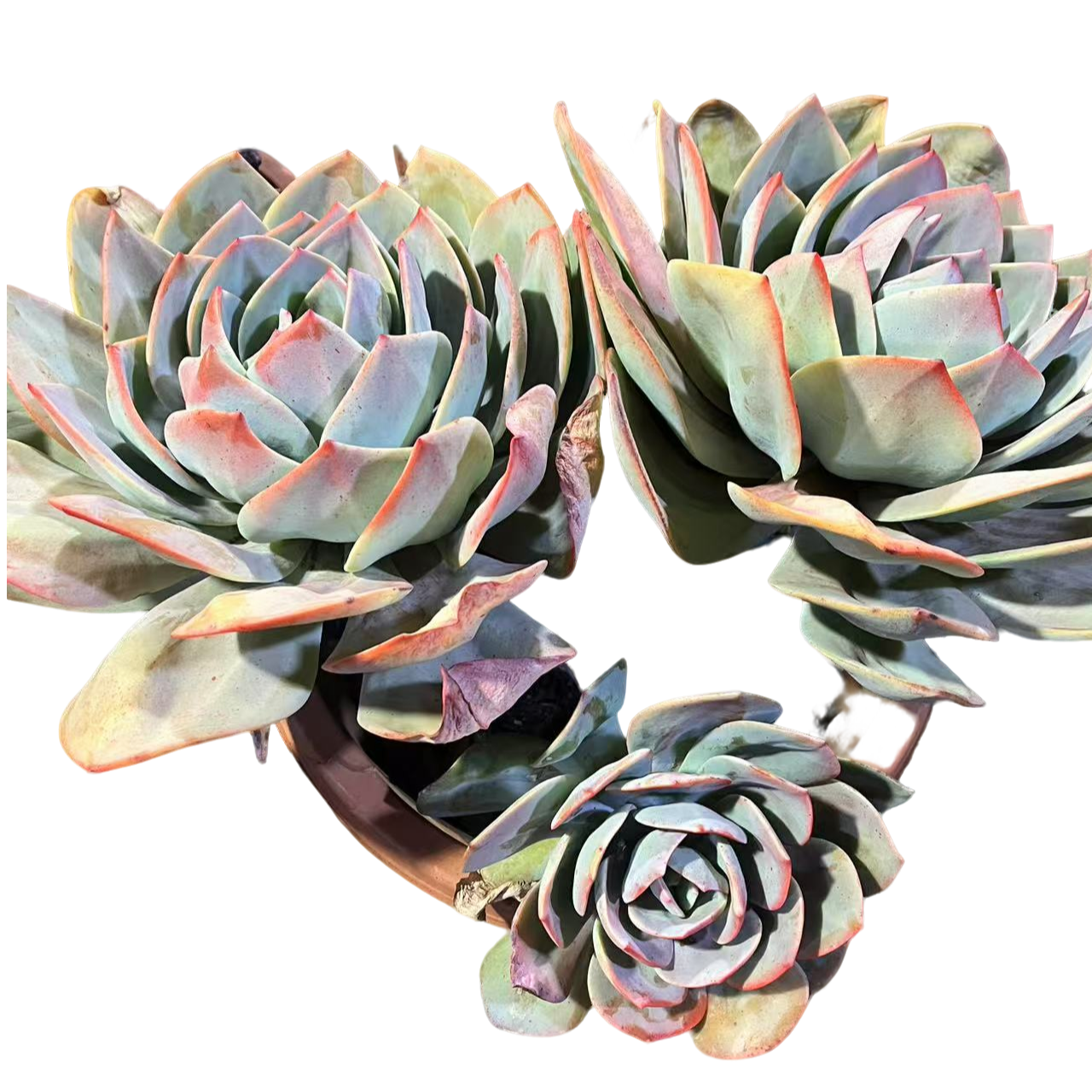 精品多肉植物 双头血凤