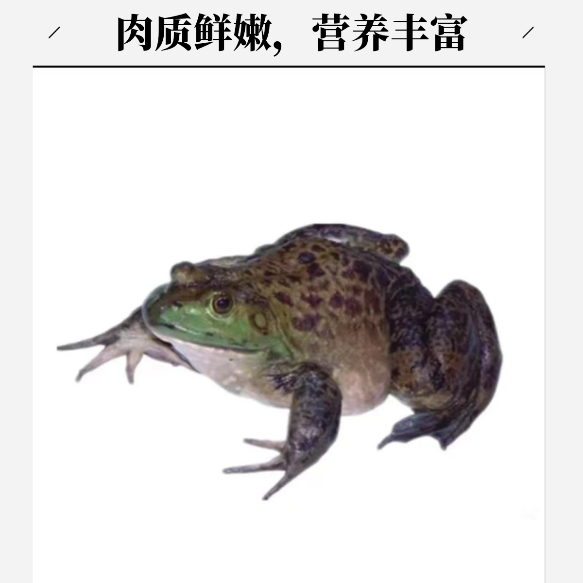鲜活牛蛙 可宰杀一斤（约2只左右）