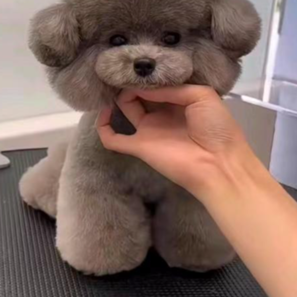 【业务号】鑫海犬业~~一物一拍~泰迪熊、比熊、灰泰迪~韩版萌系比熊