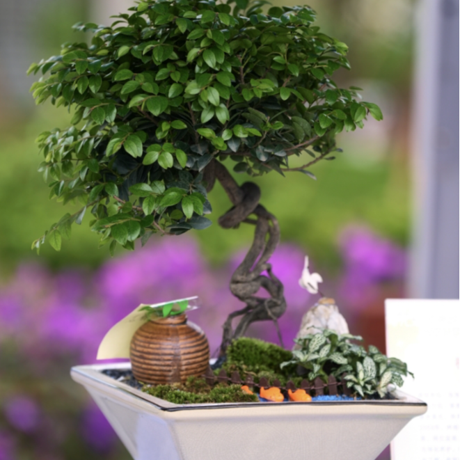 精美盆景-厂家直营