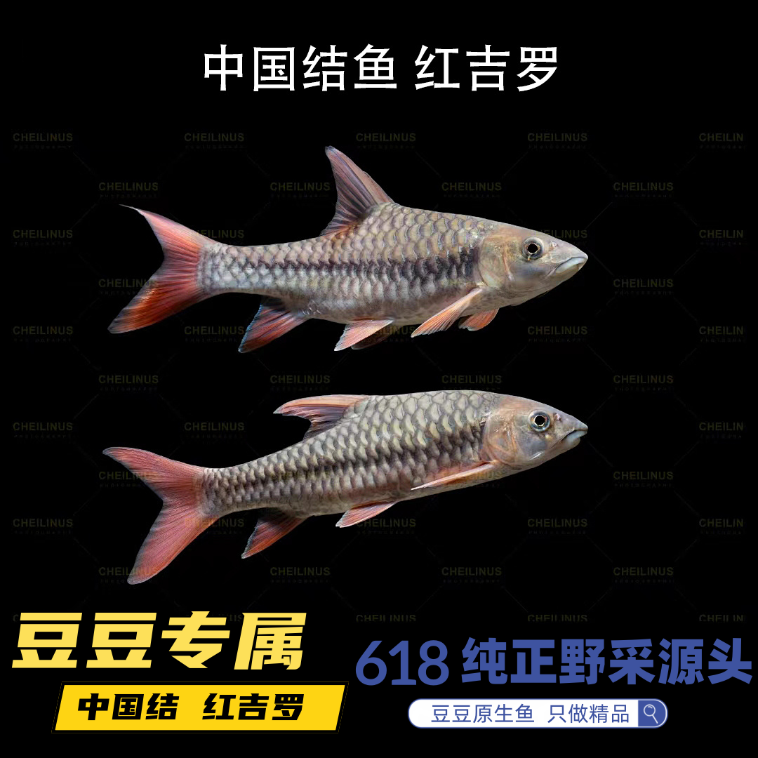 中国结鱼红吉罗光唇原生鱼