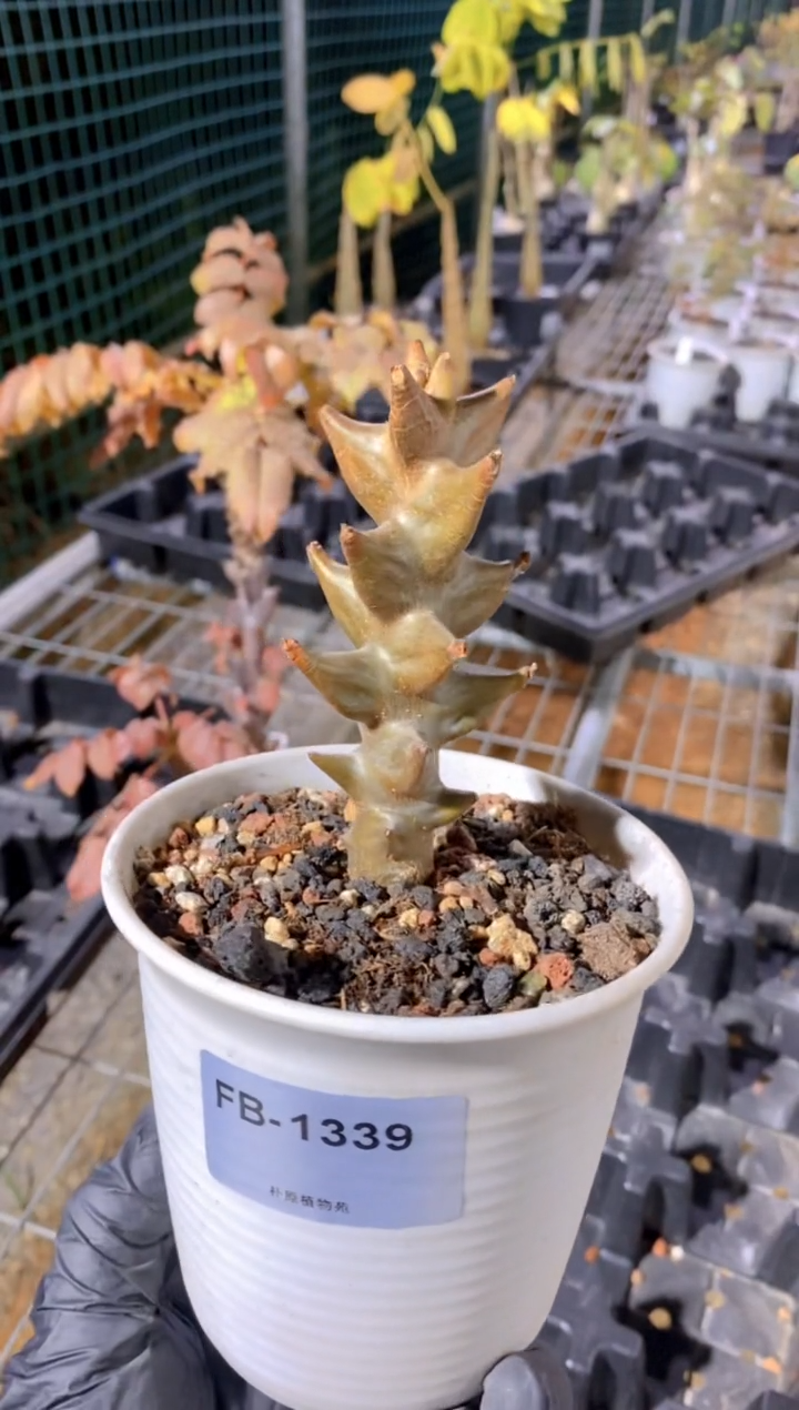 【闪购商品】墨西哥角榄FB-1339