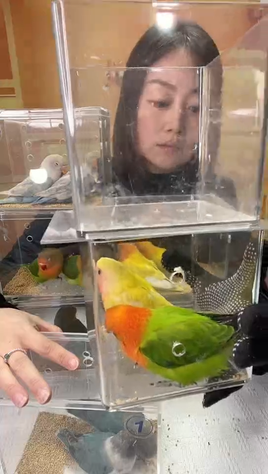 桃脸牡丹鹦鹉绿金丝+黄桃