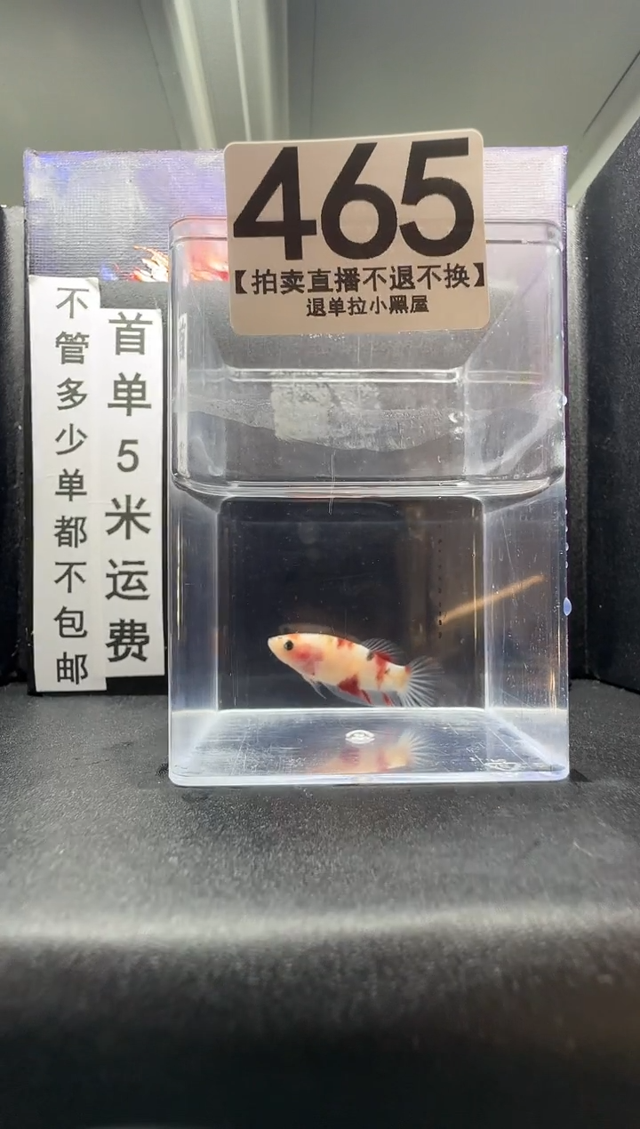 斗鱼母鱼编号：465