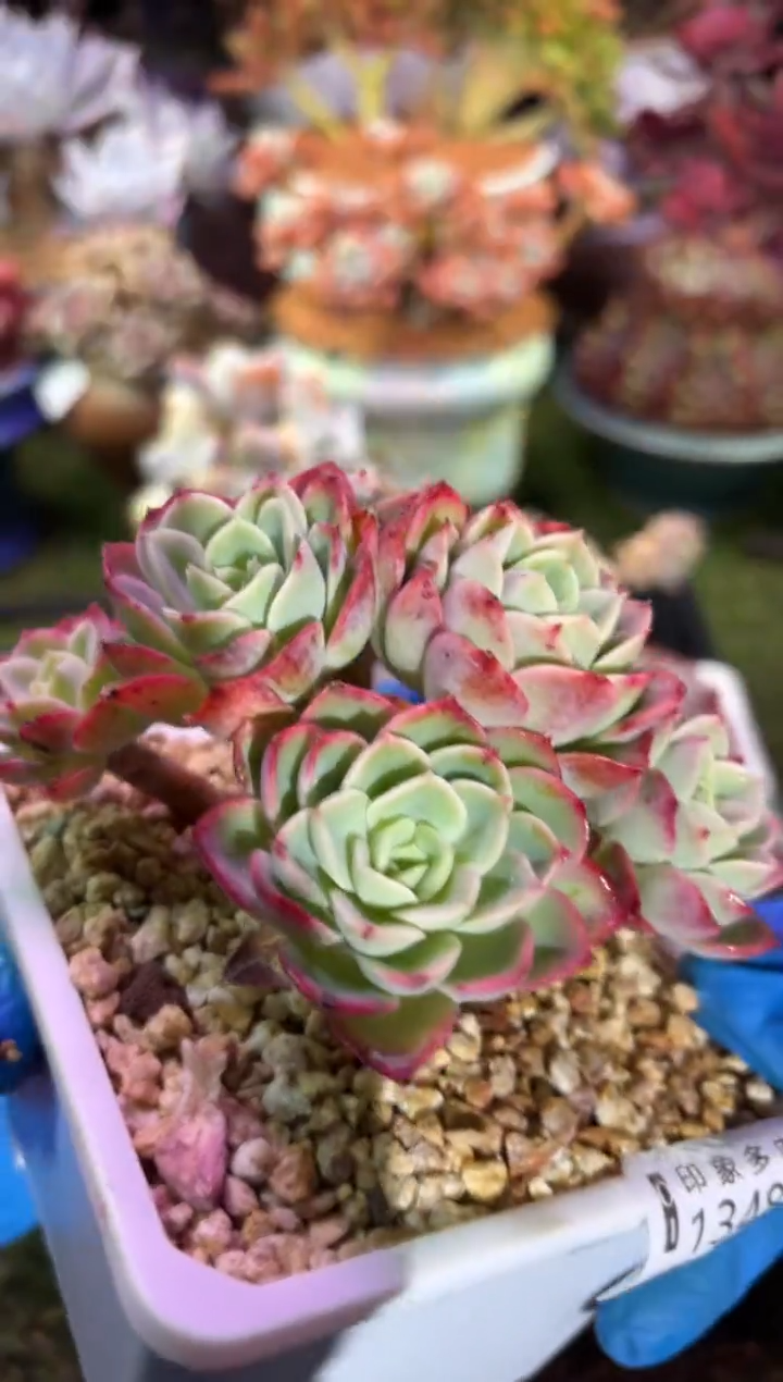 【闪购商品】13481