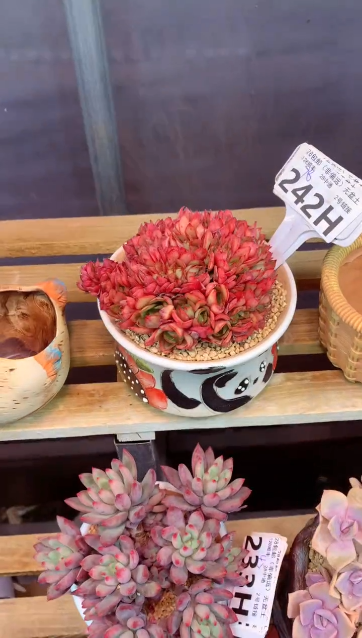 242H（一物一拍，精品多肉，w所见即所得 ）