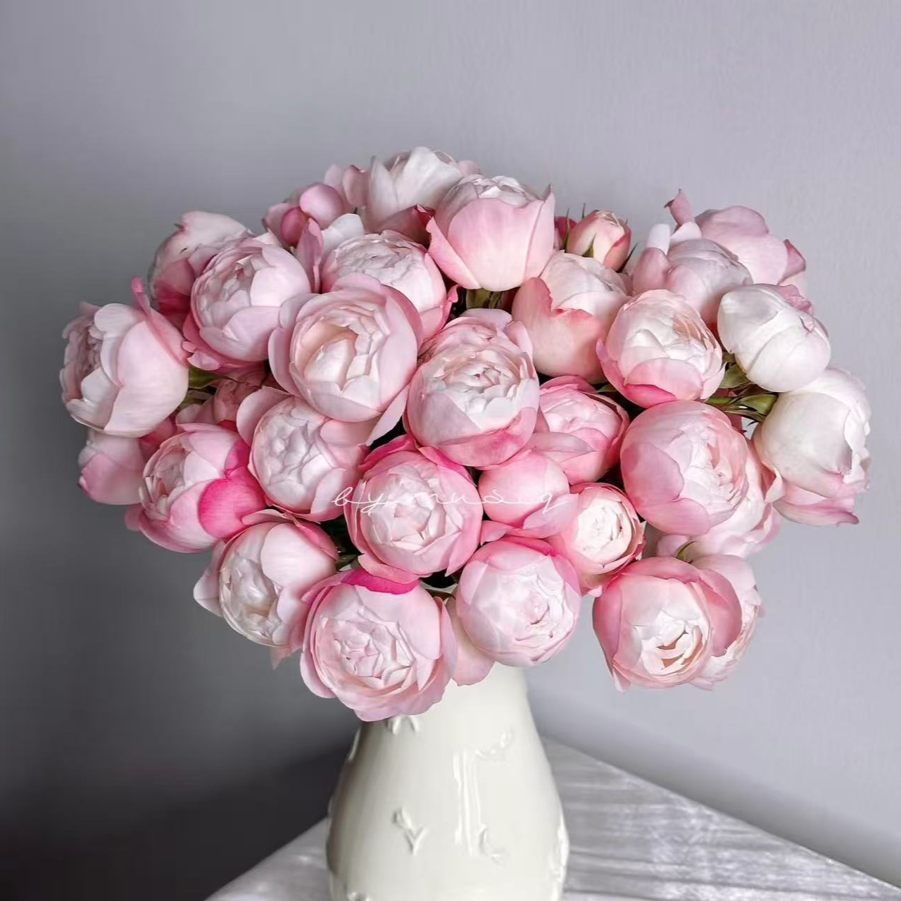 【草莓杏仁饼大苗】四季灌木