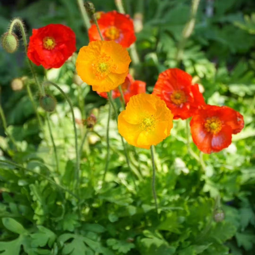 冰岛虞美人苗 混色多年生四季易活室内外庭院花苗