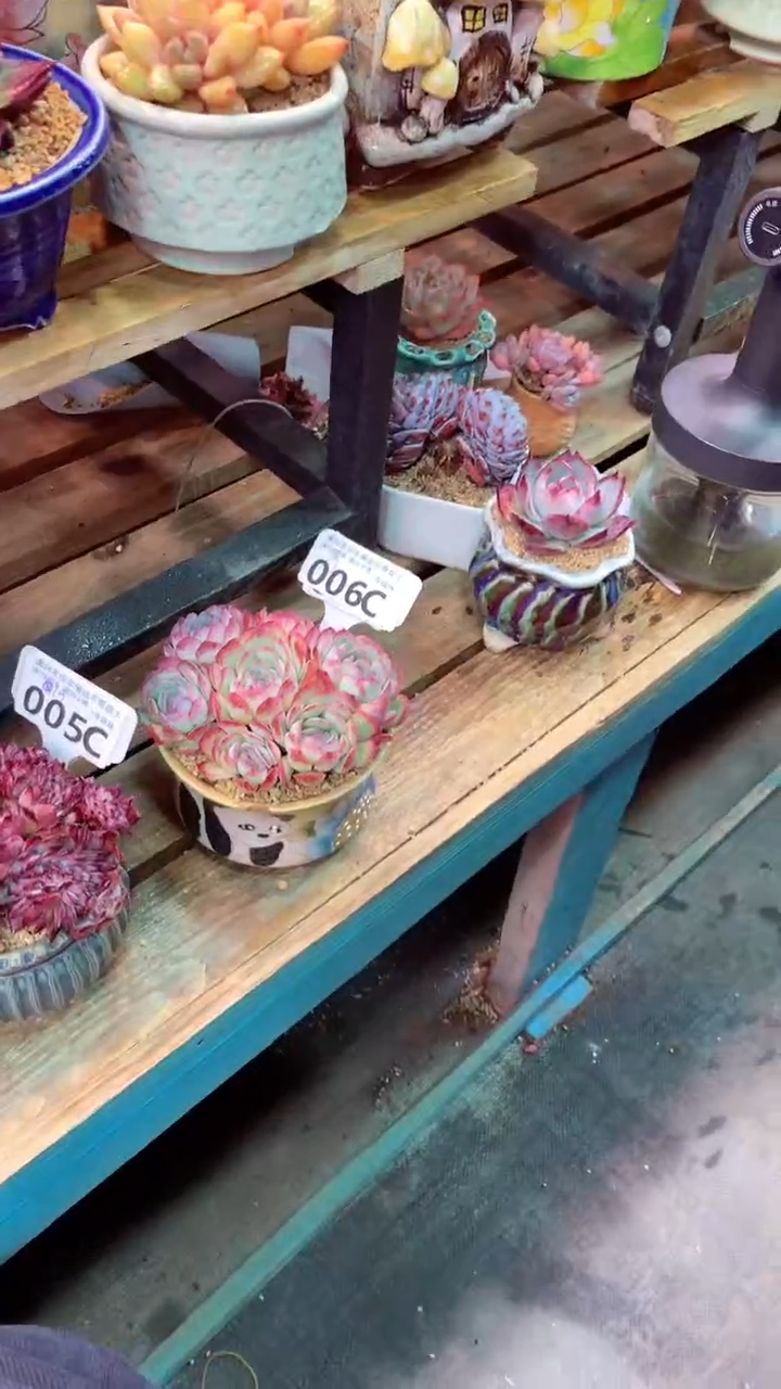 006C（一物一拍实付满28发货，默认不带盆土）