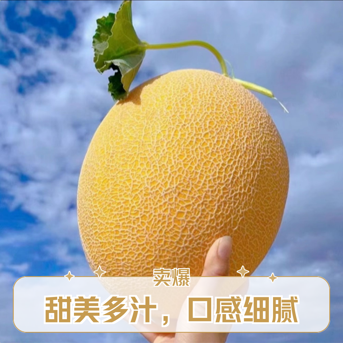 【顺丰次日达】新鲜现摘现发新疆金色年华哈密瓜LZ精品爆甜皮薄TJ新疆维吾尔自治区