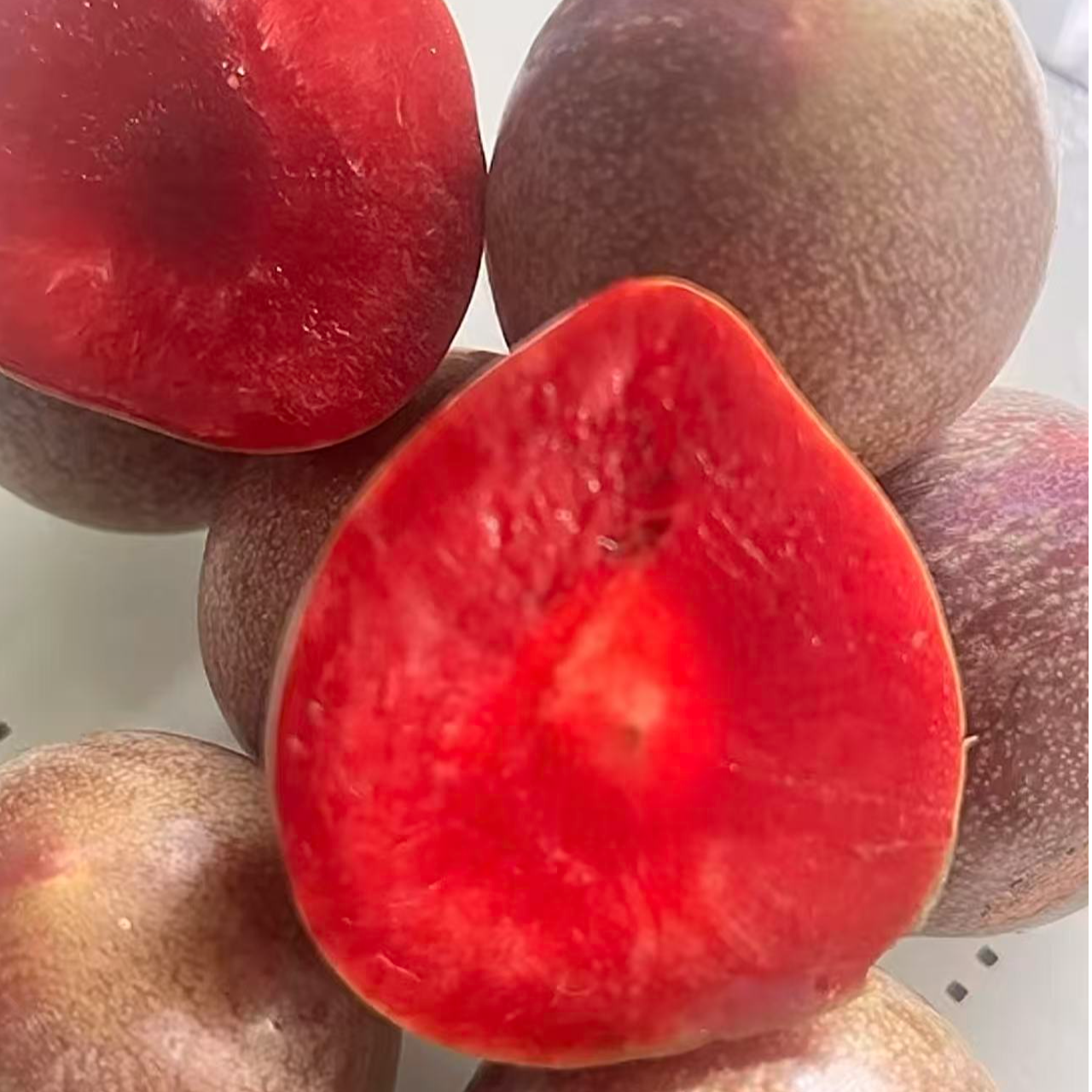  早熟澳洲蜥蜴蛋李子苗，红丁樱桃李，裸根苗不包活