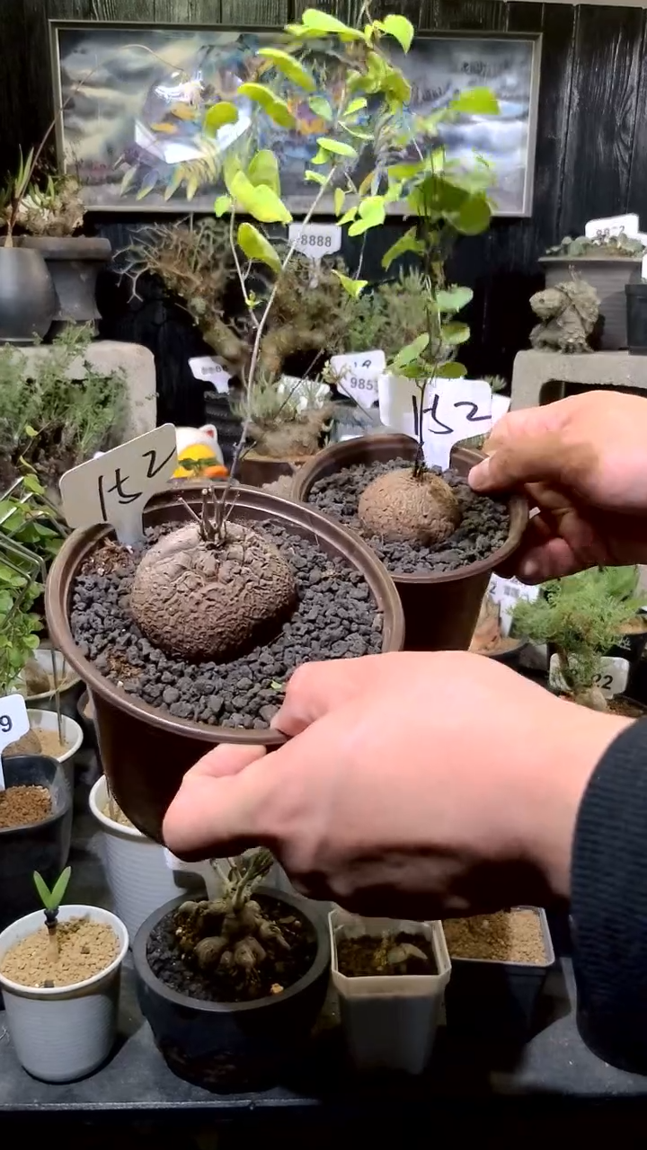 152号1128福利南非龟甲龙买一送一