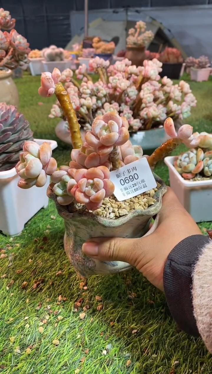 【闪购商品】0690a