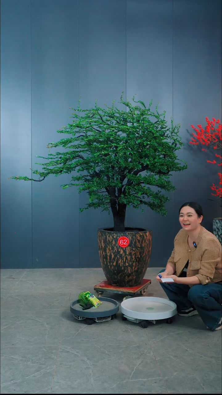 无花朵湘****猫广东小叶紫檀62号