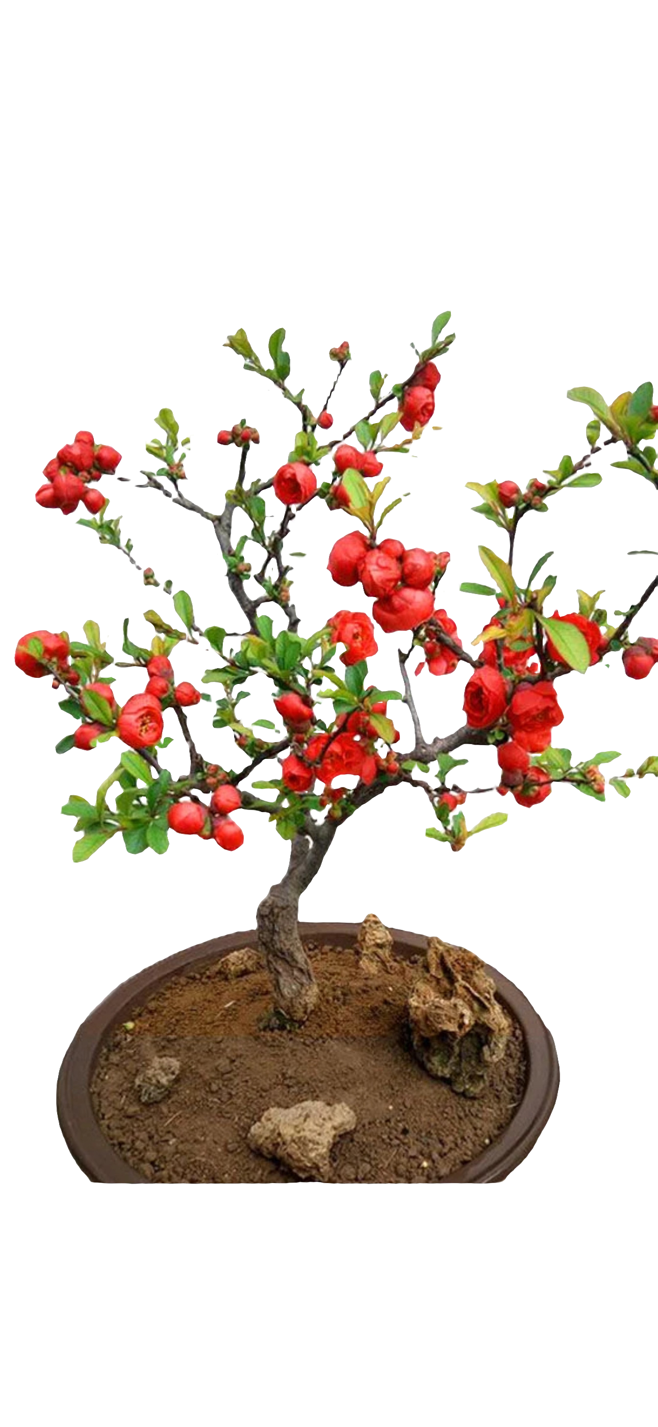 四季海棠花老桩盆景四季开花耐寒花卉南北方均可种植好养活