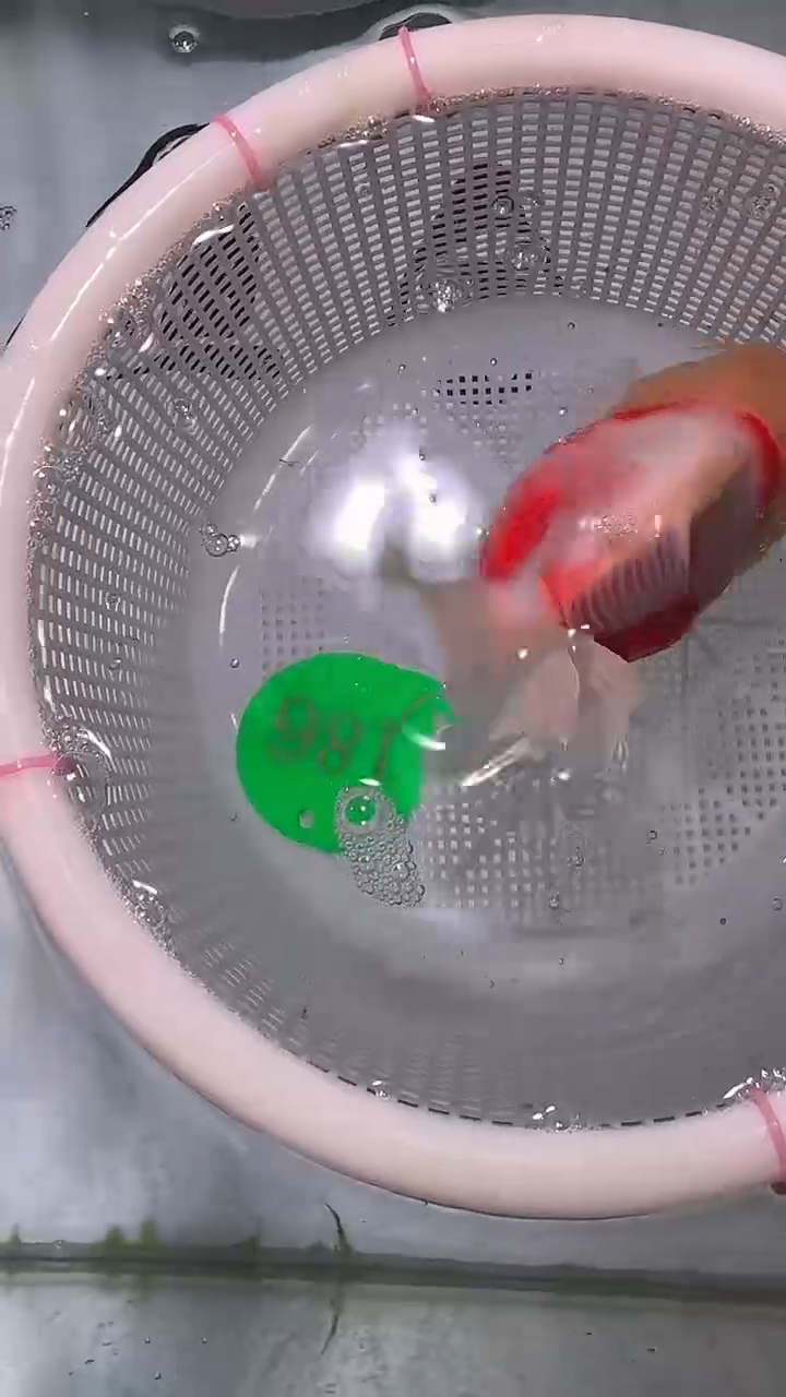 金鱼金鱼精品泰狮一条以直播间为准