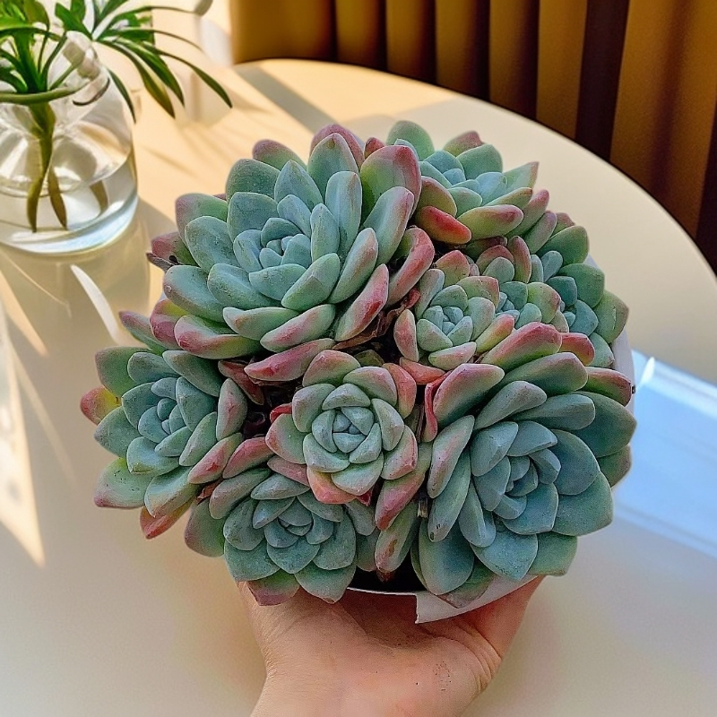 群生冰玉 脱土发货 整装 控养 多肉植物【多肉满15包邮】  经典