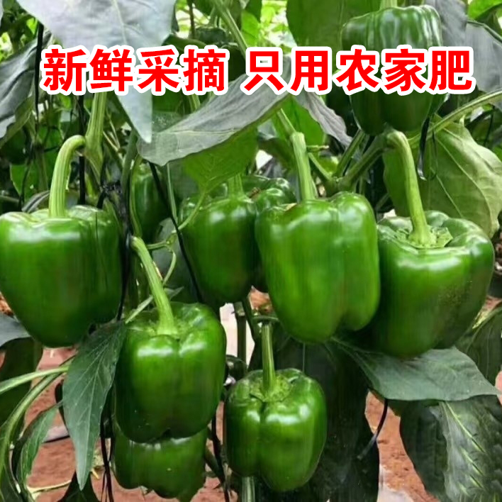 山西太行山高海拔青椒不辣圆椒灯笼椒无公害无农残农家肥带箱3斤
