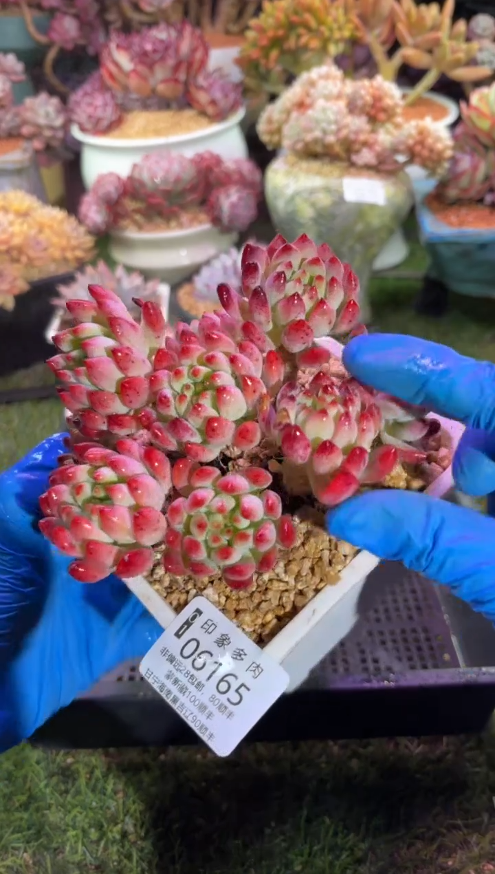 【闪购商品】06165