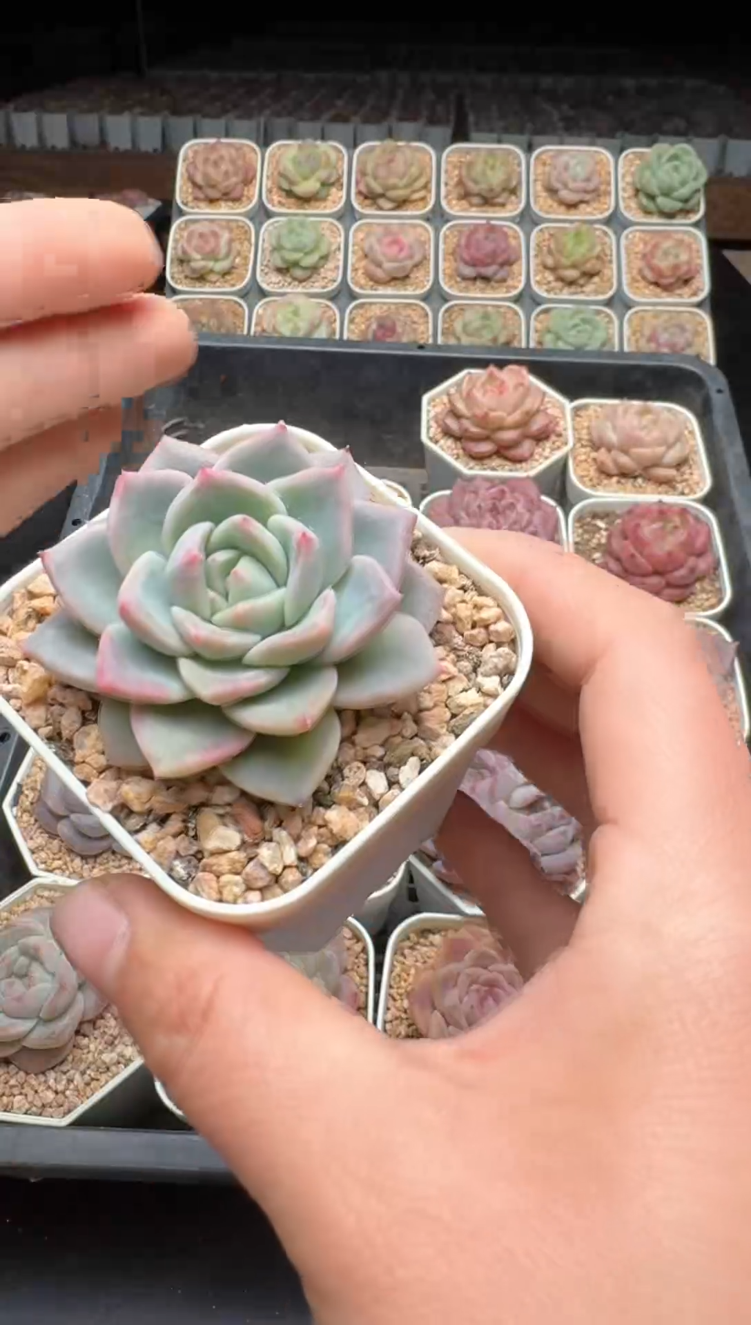 【闪购商品】421号 珍妮杂交多肉 花卉植物