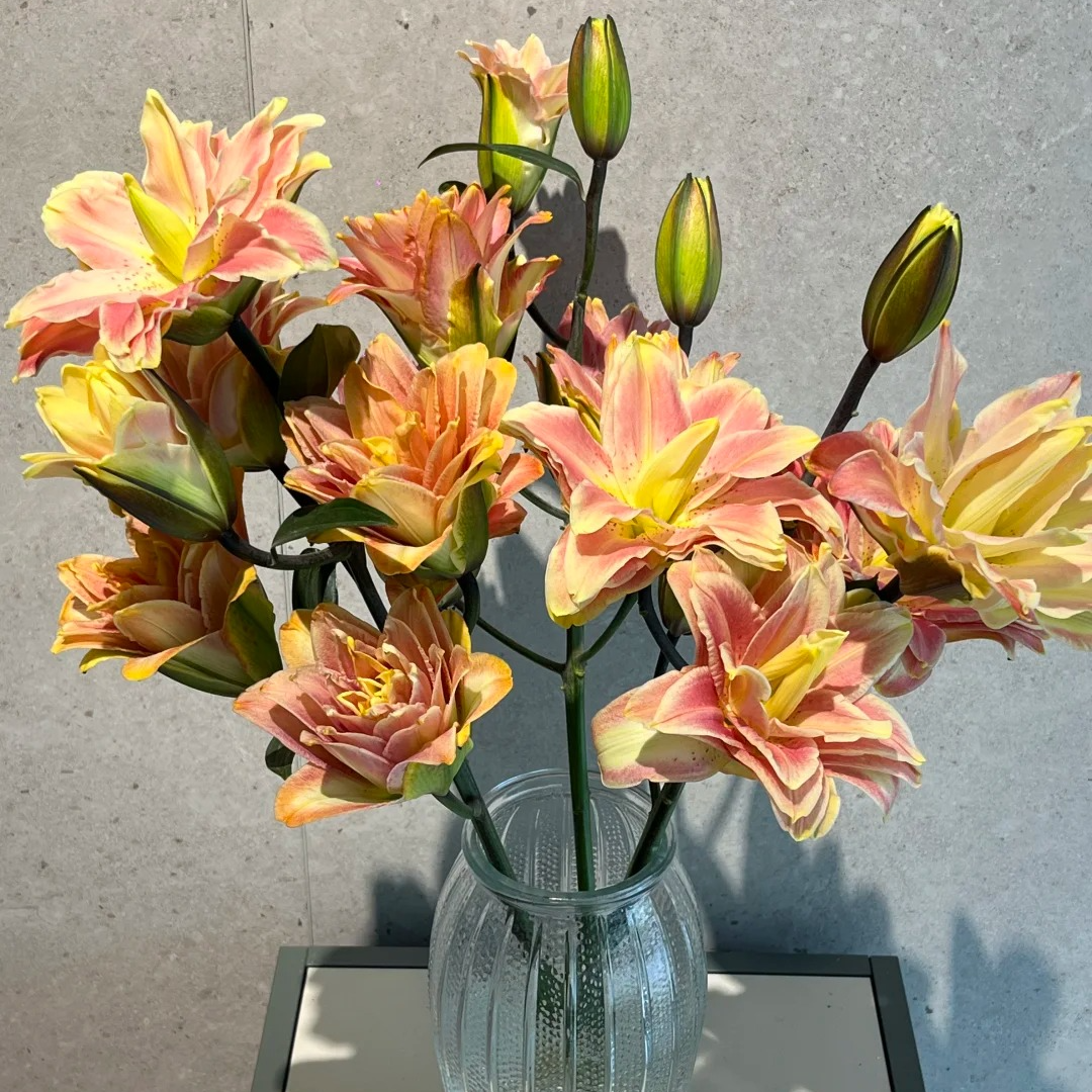 【大聪明卖花】金玉满堂百合云南直发鲜花家居水养鲜花花束客厅