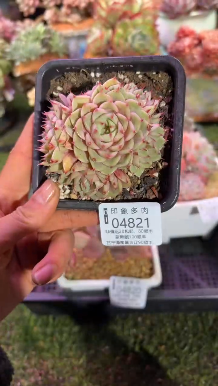 【闪购商品】04821