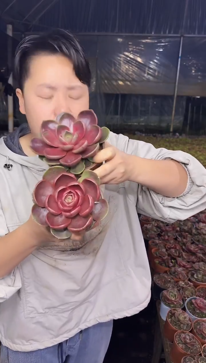 （1叶片起）红灯挑大的2颗 5