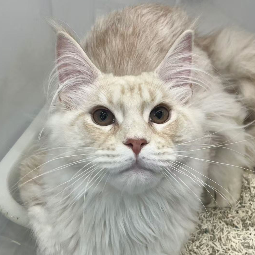 来了姊妹-凯米尔缅因猫 弟弟 12