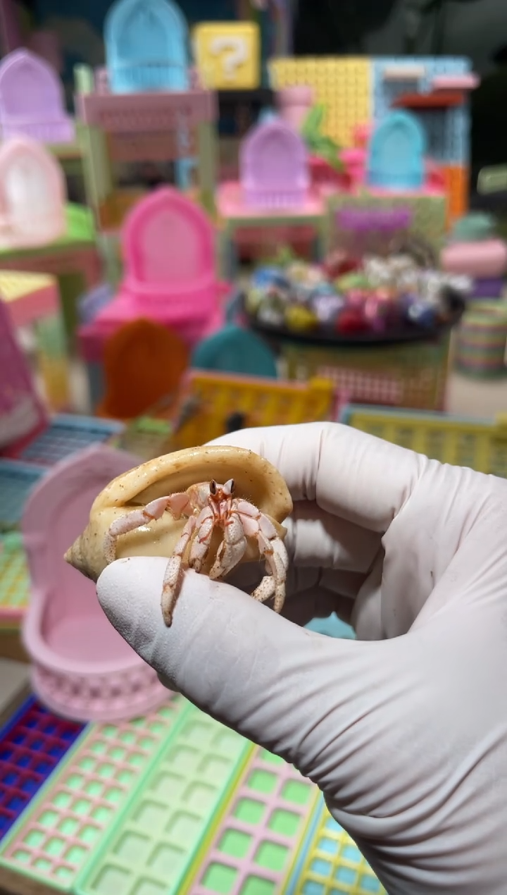 陌派有钳寄居蟹267