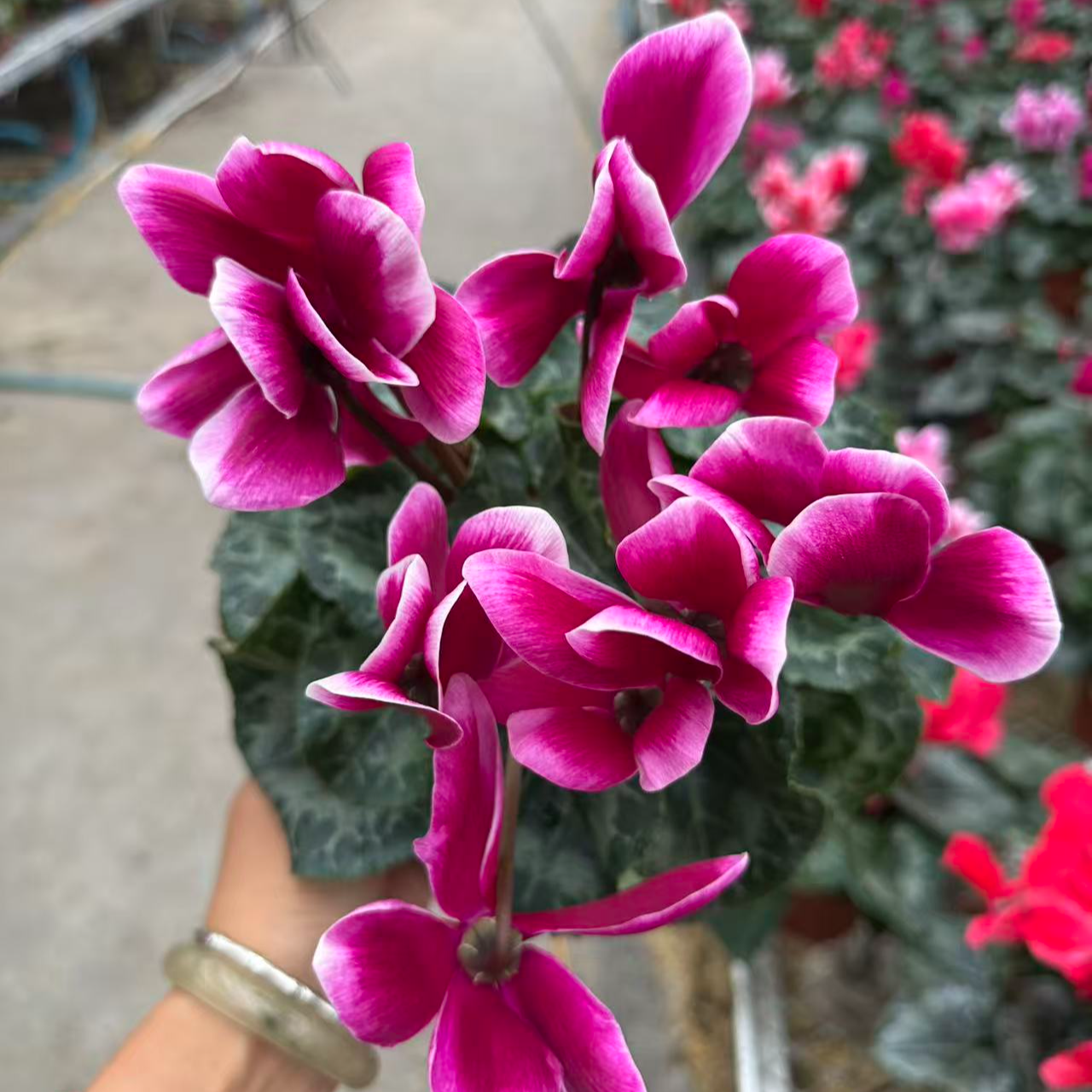 花购   仙客来  (梦幻兔耳）  带香味