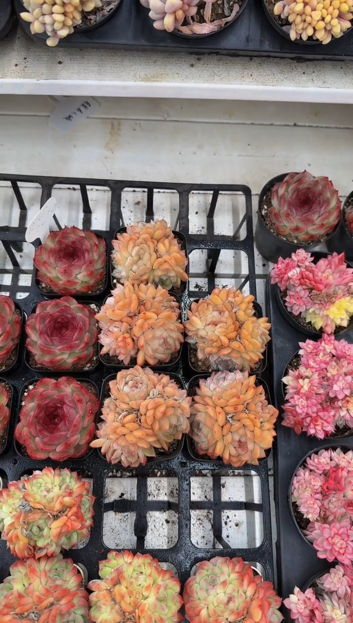 70#【5头】万花筒（8-10cm）脱土